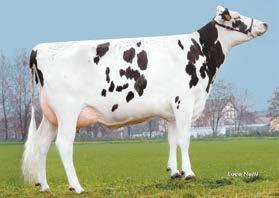 Service Sire Calving Ease 9,2% 90% 345 Daughter Calving Ease 6,7% 65% 0 Service Sire Stillbirth 8,3% 79% 288 Daughter Stillbirth 5,6% 60% 0 Daughter Pregnancy Rate 0,1 71% 0 Heifer Conception Rate