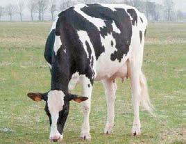 -0,42 29HO18086 IT019991136366 Go-Farm YDOS Nato: 10/08/14 Go-Farm Holstein di Gozzini F.lli Casalmorano (CR) M.