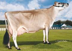 Daughter Pregnancy Rate -0,1 58% 0 Heifer Conception Rate 0,5 45% 3 Cow Conception Rate 1,7 56% 0 Somatica Cell Count 2,87 69% 0 Productive Life 4,30 62% 0 JPI 191 NM$ 479 515 tipo 1,30 mammella