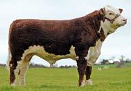 : 287 gg facilità parto (su vacche) Sotto la media BSI 70 Media BSI 100 Eccellente BSI 130 121 DATO REALE 2,8% QV qualità vitello accrescimento durata gravidanza (gg.