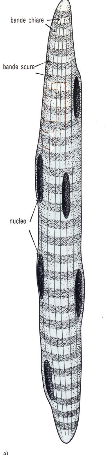 La fibra muscolare scheletrica è un gigantesco sincizio polinucleato Caratteristiche citologiche al MO: -Forma cilindrica -Dimensioni: lunghezza da 0.