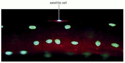 CELLULE SATELLITI Piccole cellule mononucleate disposte tra sarcolemma e lamina basale Sono responsabili: