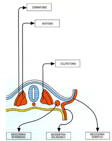 I tessuti muscolari derivano dal mesoderma embrionale