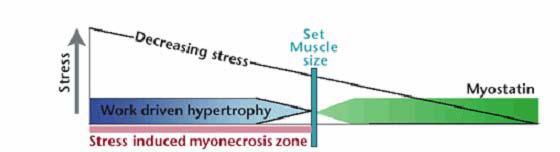 L AZIONE DELL IGF-1 E ANTAGONIZZATA DALLA MIOSTATINA La miostatina è un fattore di crescita polipeptidico della superfamiglia