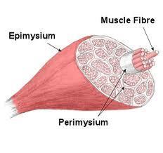 Un muscolo scheletrico è un muscolo volontario che si contrae sotto la stimolazione di neuroni motori Un muscolo è formato da migliaia di fibre muscolari e da tessuto connettivo che avvolge il