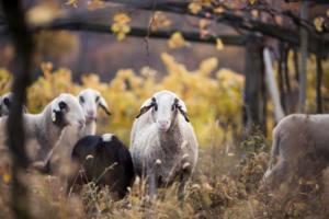 IlViaggiatoreMagazine- Azienda Agricola Alois Lag- Bolzano-Foto Florian Andergassen Alla scoperta dei Mulini di Tures Quando il clima cambia e le temperature si fanno più miti, è tempo di