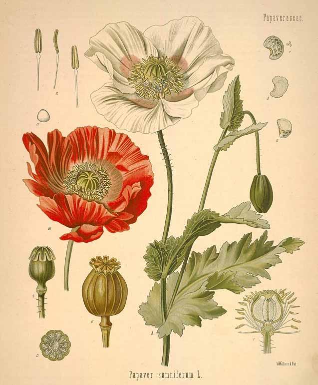 L impiego narcotico dei frutti di Papaver somniferum era noto fin dai Sumeri, più di 5.000 anni fa, passando poi tanto agli Egizi quanto ai Greci.