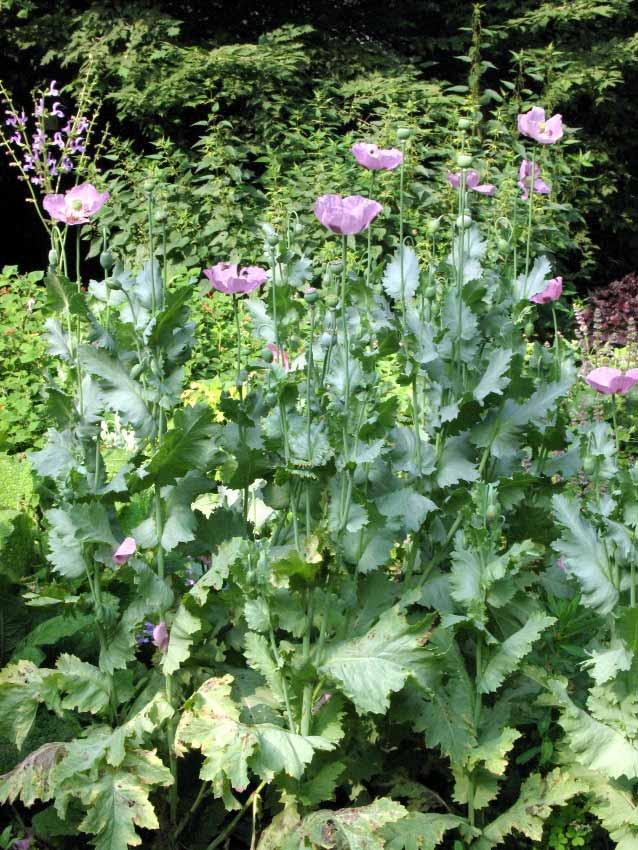 Papaver Somniferum