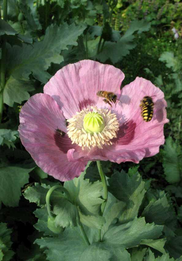 Papaver Somniferum