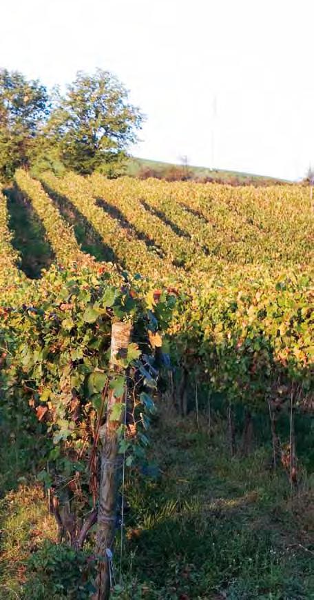 Rugiada del Mattino 2010 uesto vino nasce dal Q sapiente accostamento di pregiati vitigni autoctoni piemontesi come espressione di tipicità del