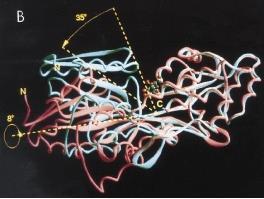 Perturbazione recettoriale In blu la struttura della proteina senza