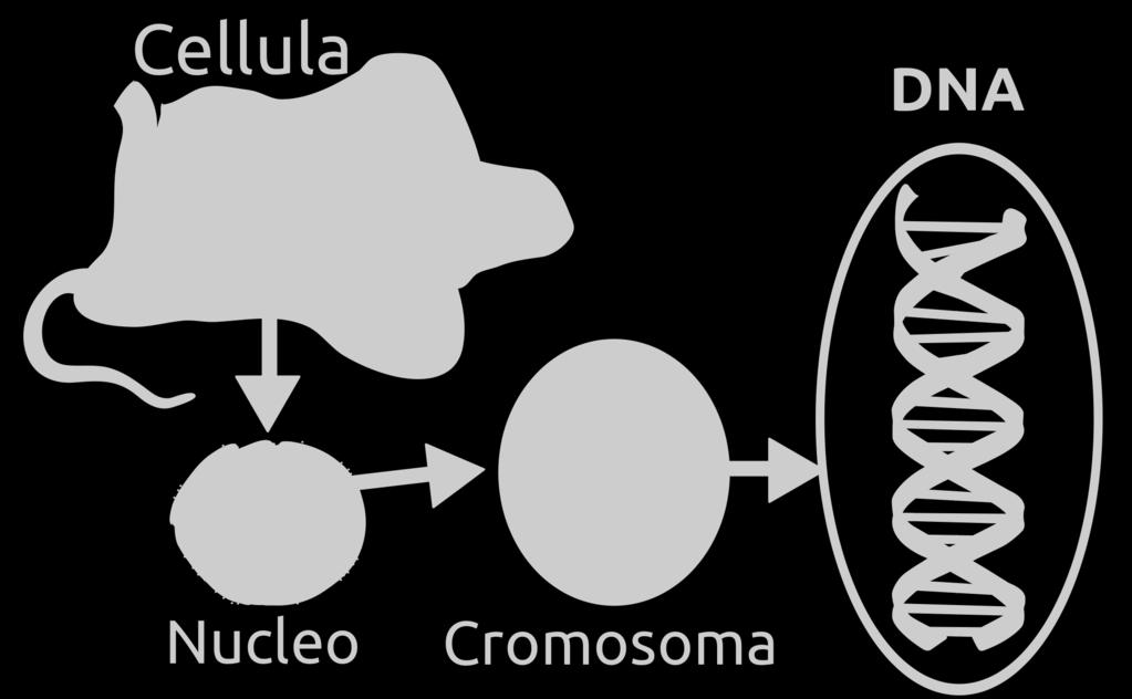 drosofila (o moscerino della frutta), ad esempio, possiede solo 4 coppie di cromosomi].