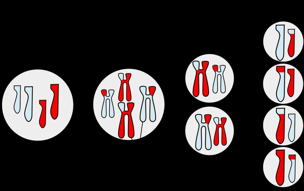 MITOSI La meiosi Le cellule sessuali (gameti) si originano con un processo diverso, detto meiosi, che, a partire da una cellula madre, formerà quattro cellule figlie, ciascuna delle quali possiede