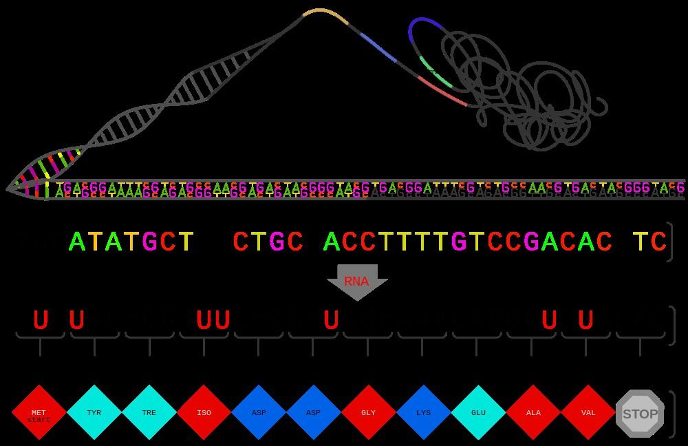 Nel lungo filamento di DNA, le basi azotate sono quindi ordinate secondo una precisa sequenza. Ed è proprio questa sequenza a rappresentare il codice genetico.