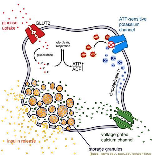 Insulina: Secrezione 1. Ingresso del glucosio 2. Aumento rapporto ATP/ADP 5.