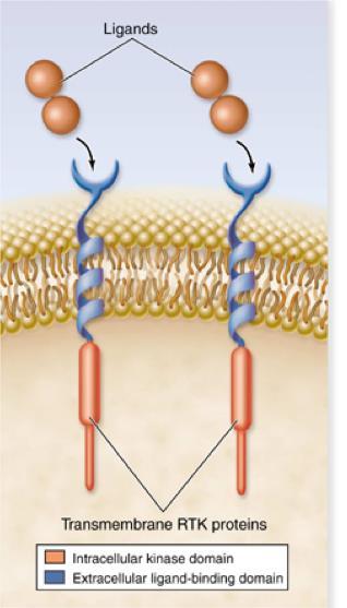 Insulina: Recettore