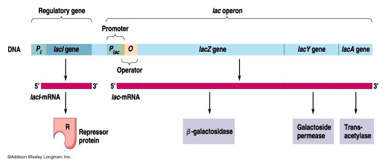 Insuline di origine biotecnologica Produzione Nelle cellule batteriche per dirigere la sintesi si usa il promotore lac (che si attiva solo se nel mezzo di coltura è presente