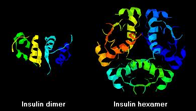 Insulina: Caratteristiche Chimiche Carica netta negativa a ph neutro (P i = 5.