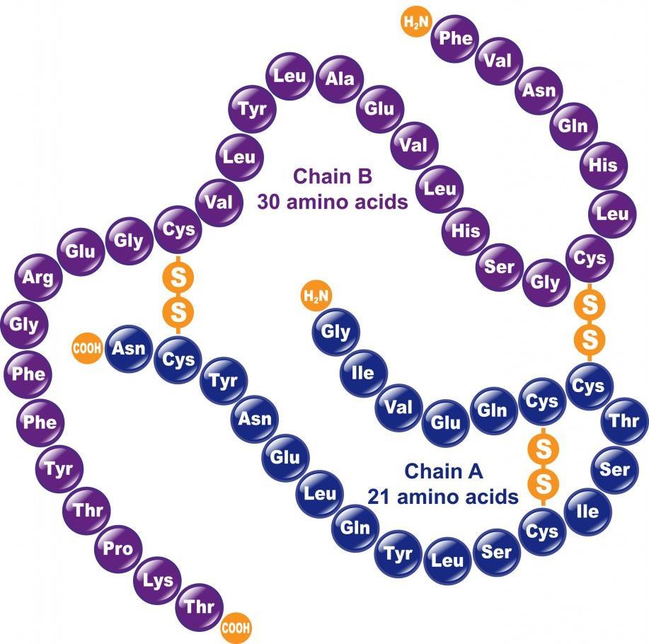 Insulina Ormone proteico costituito da 2 catene peptidiche, A (21 aa) e B (30 aa) legate da ponti S-S tra le Cys di catene