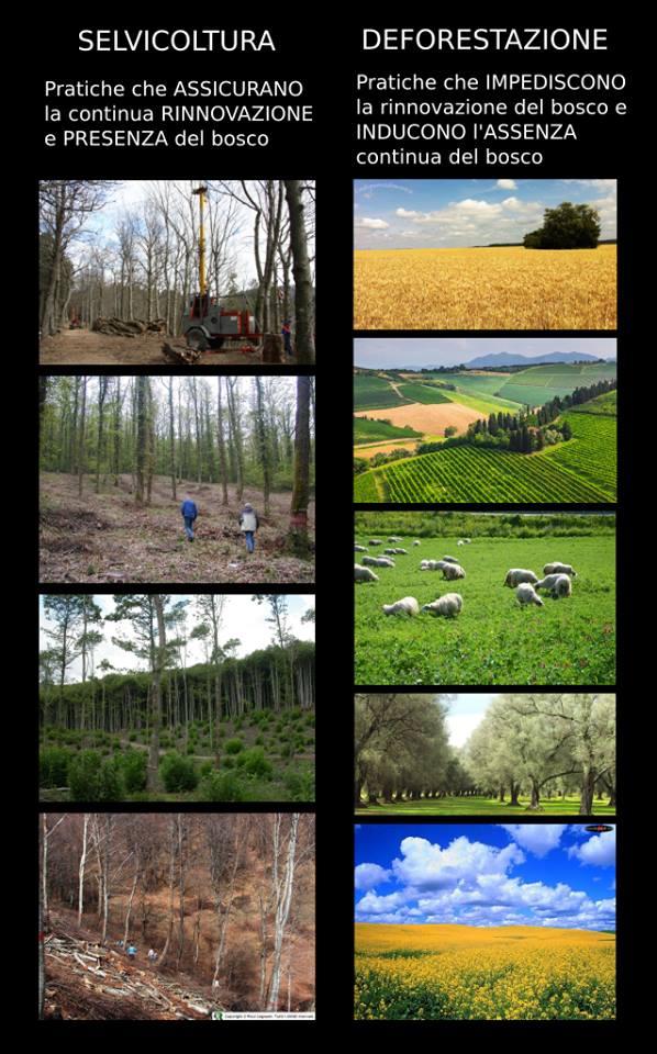 Utilizzazione (forestale) Raccolta finale del legno prodotto dal bosco alla fine di OGNI ciclo Diradamento Pratica colturale intercalare