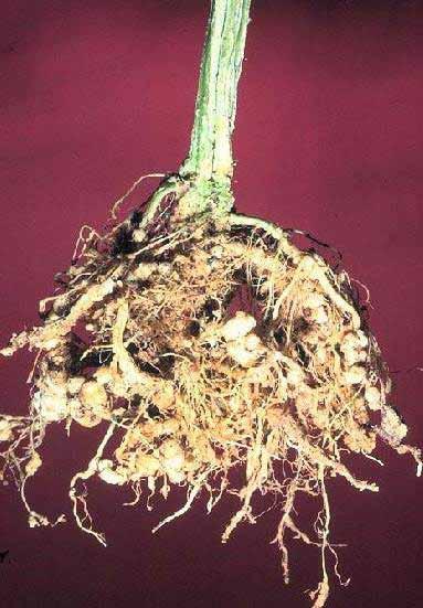 Attacchi a colture orticole da parte di nematodi galligeni (Meloydogine spp.