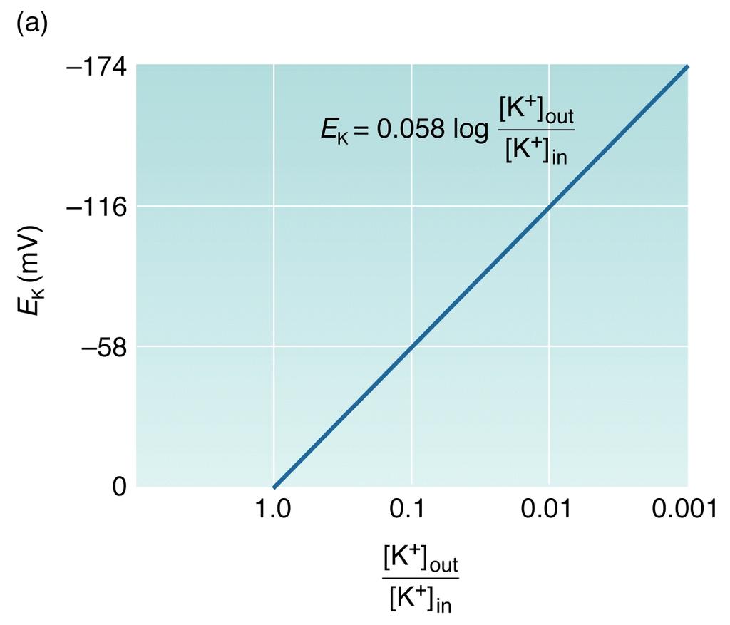 In base all equazione di Nernst: quando il gradiente di concentrazione di uno ione attraverso una membrana aumenta, aumenterà anche il suo potenziale all equilibrio - 270