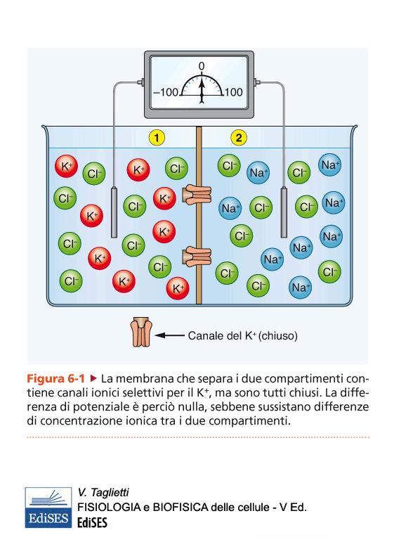 La differenza di potenziale transmembrana è un Potenziale Elettrochimico Equilibrio elettrochimico