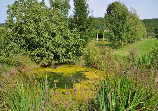 Sono diversi anni che cerco di aggiornarmi in questo settore coltivando un appezzamento di terreno, in zona collinare a 400 m di altitudine, di circa 1 Ha di superfice, a piante arboree come salice,