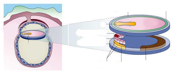 Figura 16-NEW-1[a1] [a1]figura 16-NEW-1 Formazione delle cellule germinali primordiali (PGC) EOMES SOX17 OCT4 Nanog BMP4 WNT3a periferia dell amnios e dell epiblasto cavità