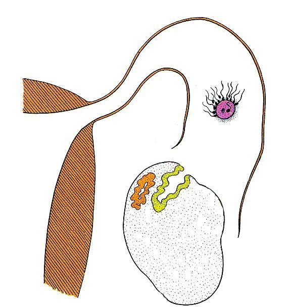 L ovocita ovulato circondato dalle cellule del cumulo ooforo viene catturato dalle fimbrie della tuba e si sposta nella regione della tuba chiamata ampolla.
