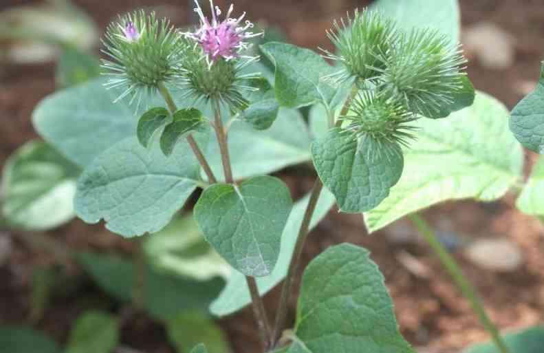 La bardana è riconosciuta come pianta erbacea dermopatica, grazie ai positivi risultati ottenibili