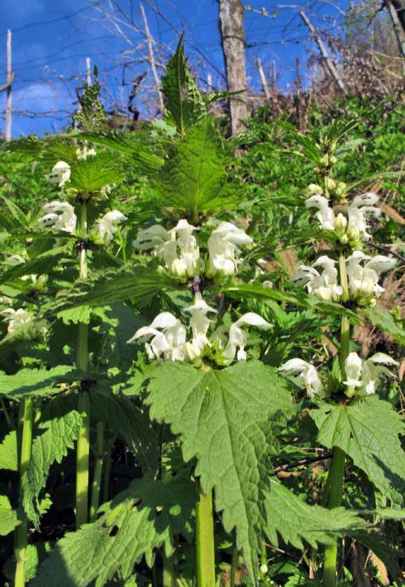 Lamium Album Falsa