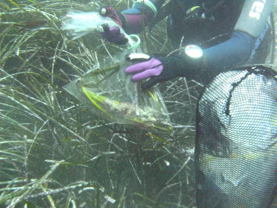 posidonia La conta dei