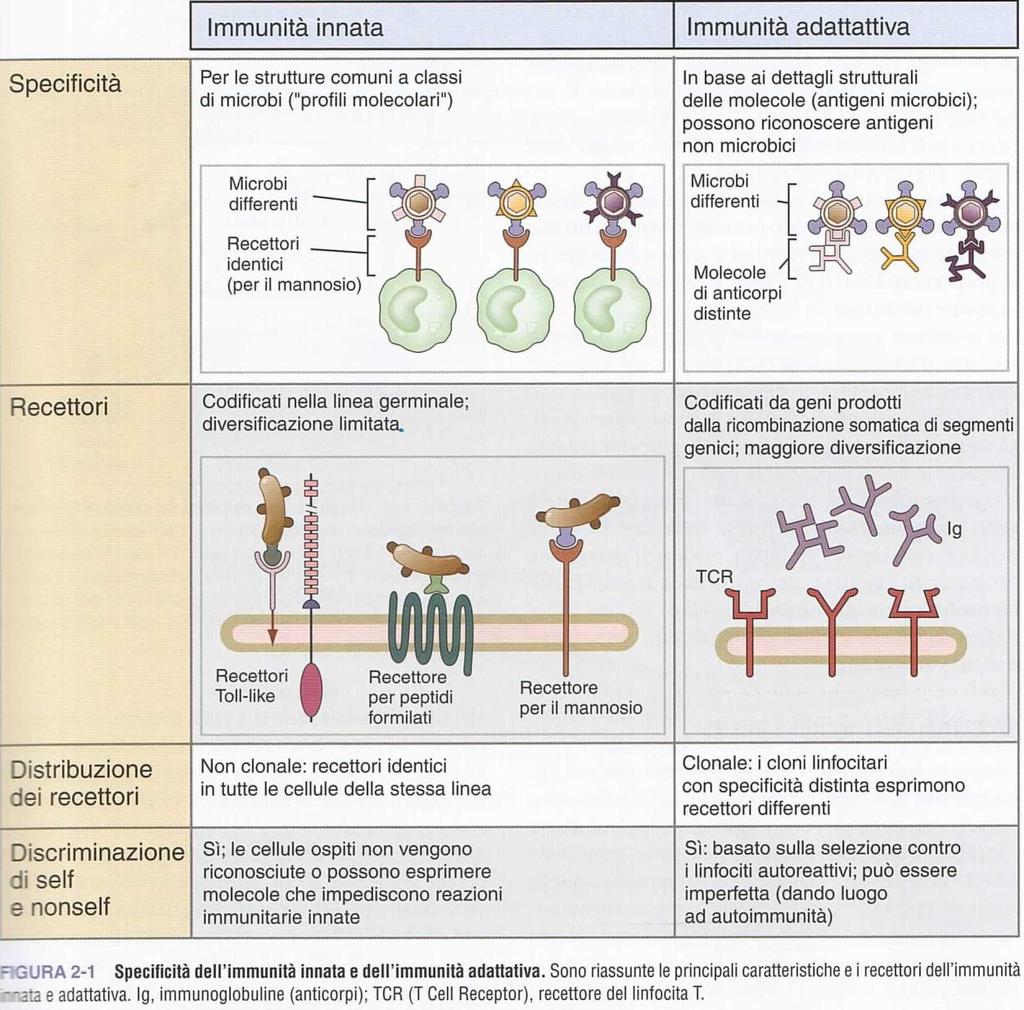 Recettori, specificità e