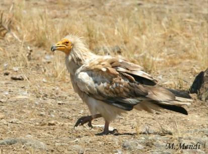 Specie vulnerabili in Italia Common name Scientific name Red