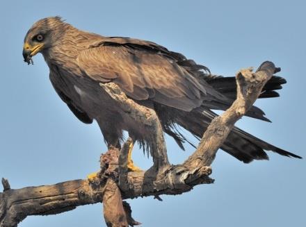 (EN) Golden eagle Aquila chrysaetos Near threatened (NT) Least