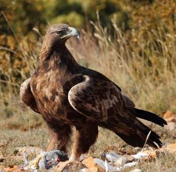 Endangered (CR) Least Concern (LC) Red kite Milvus milvus