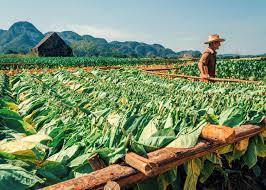 provincia più occidentale di Cuba, dove si coltiva il miglior