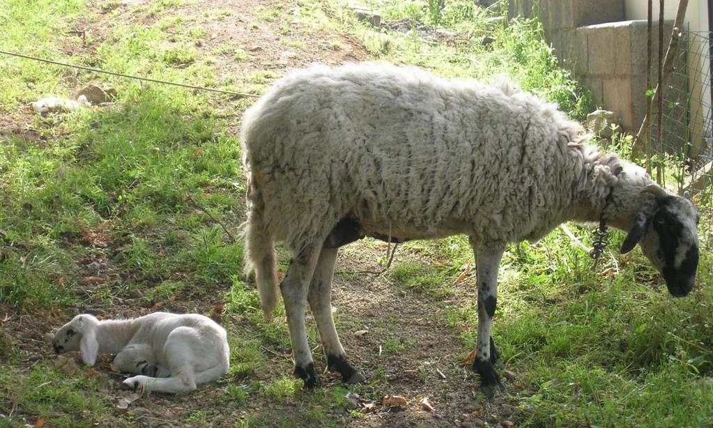 Latte e derivati Sono pervenute segnalazioni su prodotti a base di latte rispetto alle 7 del 2. M.G.