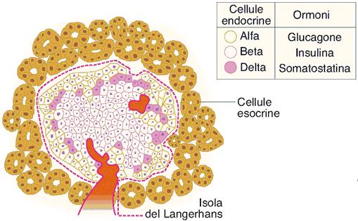 2 Glucagone ormone peptidico (29 a.a., 35 kda) secreto dalle cellule α delle isole di Langerhans del pancreas.