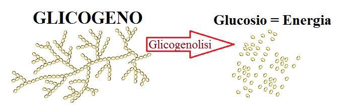 Acetil-CoA glucosio Ac. grassi Ac.