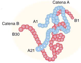 porzione proteica, peptide C, e le rimanenti due catene proteiche, catena A e