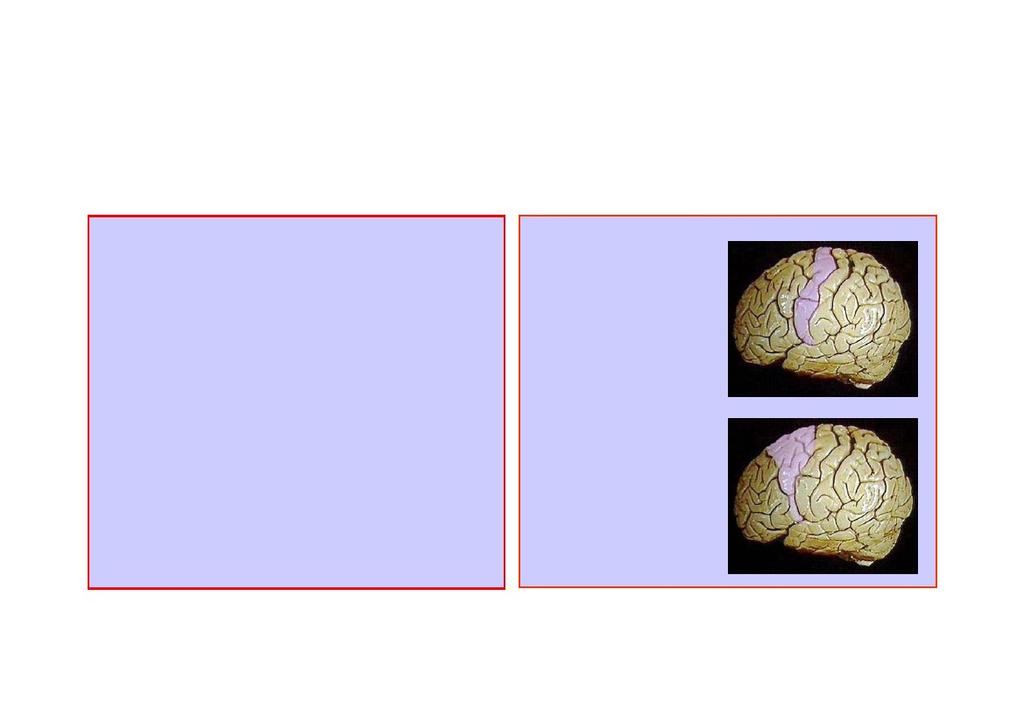 Motor Cortex Areas (Precentral and Cingulate Motor Areas) M1 Primary motor cortex Secondary motor cortex includes: dorsal