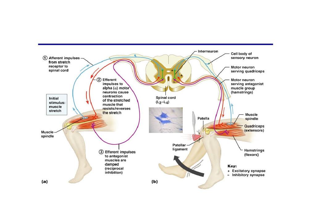 Stretch Reflex Copyright 2004 Pearson Education,