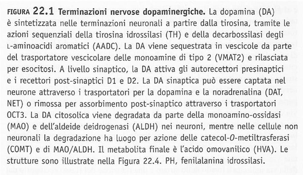 STRATEGIA DOPAMINERGICA Precursori: levodopa; levodopa/carbidopa (Sinemet ); levodopa/benserazide (Madopar ); duodopa Agonisti dopaminergici bromocriptina (Parloder ); ropinerolo (Requip ); pergolide