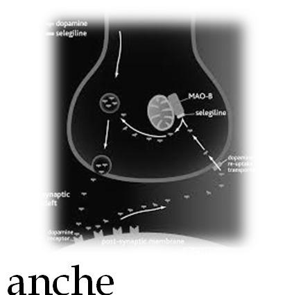 INIBITORI DELLE MAO SELEGILINA (Jumex, Egibren ) MAO A [metabolismo noradrenalina e serotonina (dopamina), anche periferici]; MAO-B (striato, metabolismo dopamina).