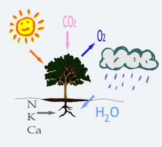 Energia nelle biomasse Nelle biomasse vegetali, che costituiscono circa il 90% delle biomasse totali, l energia solare si