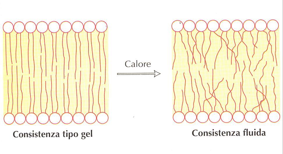 Fluidità di membrana: il ruolo della temperatura Il passaggio