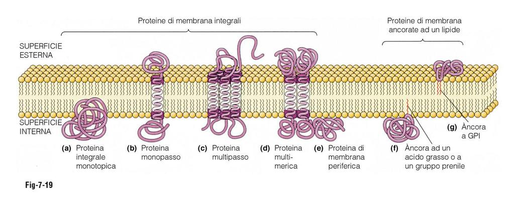 Principali classi delle proteine di