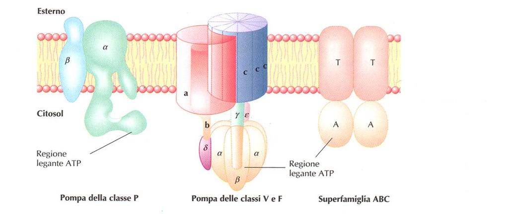 Il trasporto attivo diretto dipende da quattro tipi di ATPasi di trasporto ATPasi di tipo P